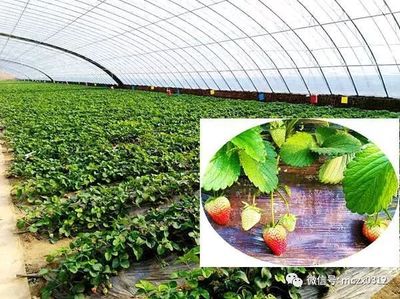 滿城草莓香飄全國 恒農坡高科技產業園勇奪金獎背后的科技密碼