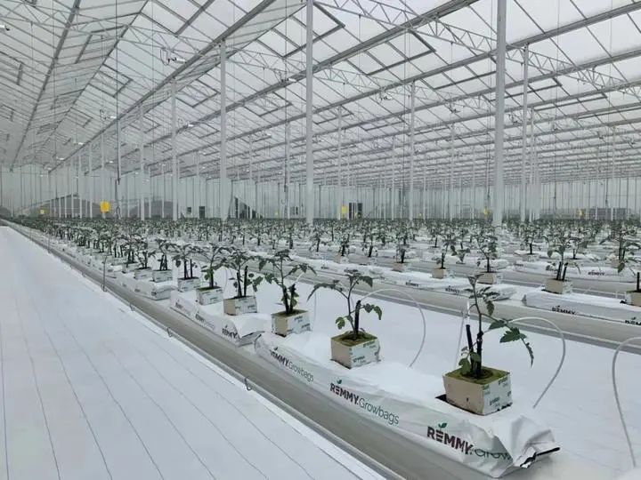 未來農(nóng)場已來 探秘垂直蔬菜工廠，顛覆傳統(tǒng)農(nóng)業(yè)種植技術(shù)