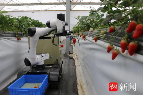 南農(nóng)大研發(fā)的采草莓機器人 24小時不休息，農(nóng)業(yè)科技的跨界改變